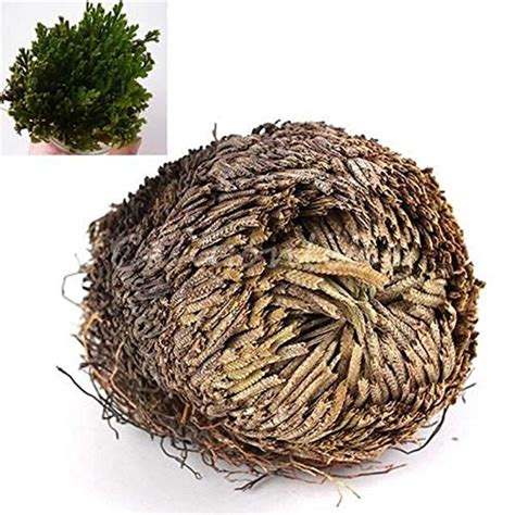 Practical Live Resurrection Seed Rose of Jericho Dinosaur Seed Air Fern ...
