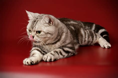 Image result for Alien X Predator Fan Art