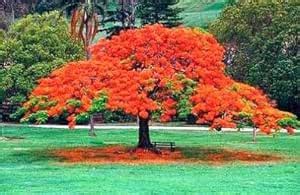 STUDIO SEED Gulmohar Hybrid Seed (30 Fresh Seeds) | Home Decor Garden ...