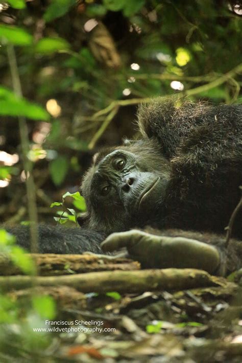 Animals In The Rainforest Floor