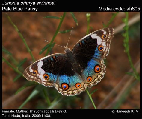 Junonia orithya | Butterfly