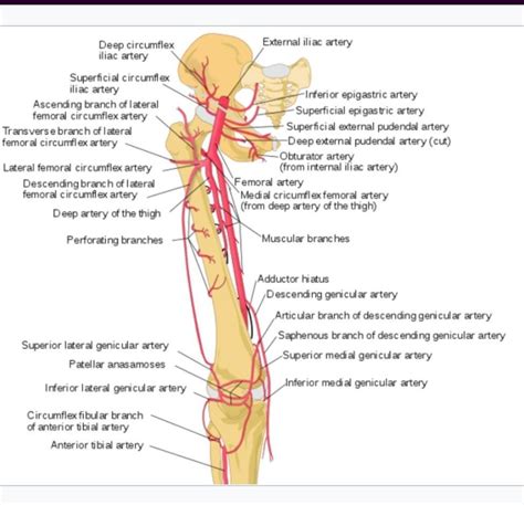 What are the seven branches of Femoral Artery?MBBS 1st year - Brainly.in