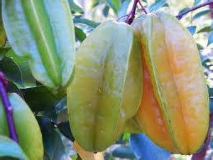 Corofitam Star Fruit Carambola Grafted Plant Price in India - Buy ...
