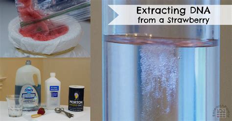 Extracting Strawberry DNA Lab 的图像结果