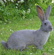 Image result for Russian Giant Rabbit