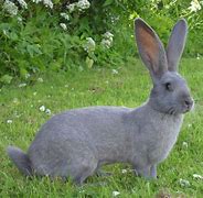 Image result for Baby Giant Rabbit