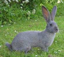 Image result for Cute Blue Rabbit