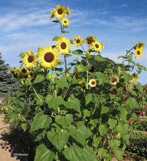 A Wandering Botanist: Plant Story--the Prairie Sunflower, Helianthus petiolaris