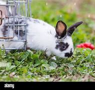 Image result for Cute Baby Bunnies