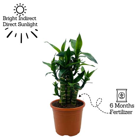 Lotus Bamboo / Lucky Bamboo - Live Plant (Home & Garden) – Hug A Plant