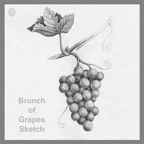 How to Draw Grapes: Step-by-Step Pencil Drawing Tutorial