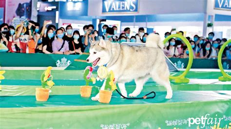 2024韩国宠物用品展览会_时间地点门票及行程-去展网