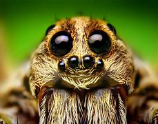 Image result for Realistic Minecraft Spider