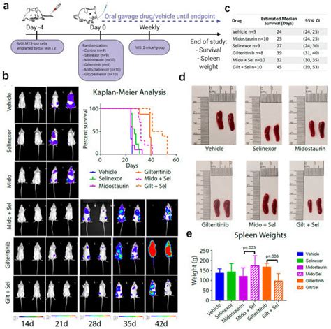 Cotargeting of XPO1 Enhances the Antileukemic Activity of Midostaurin ...