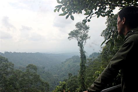 Image result for Western Java Rain Forests Conservation