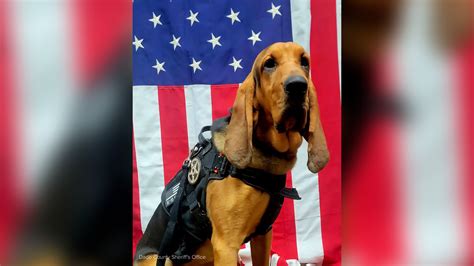 Georgia police dog bloodhound dies after being left in hot car; Dade ...