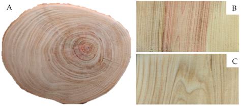 Juniper Tectonic Features and Their Annual Ring Width Response to ...
