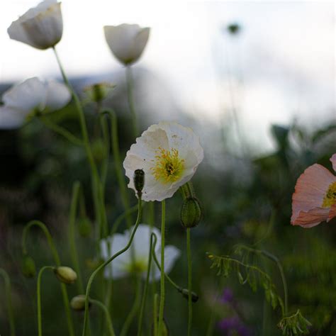 White Poppy Flower