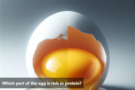 Which Part of the Egg is Rich in Protein? – Lo! Foods