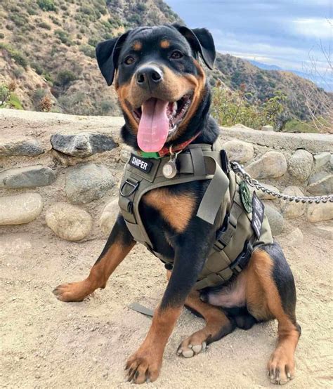 Rottweiler Tail Docking: Everything You Need to Know + FAQ
