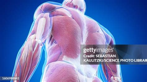 Lower Back Muscle 的图像结果