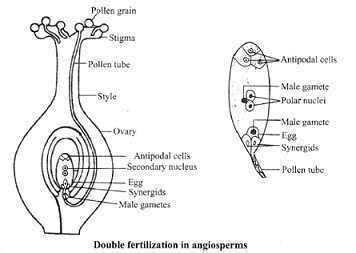 what is difference between self pollination and cross pollination ...