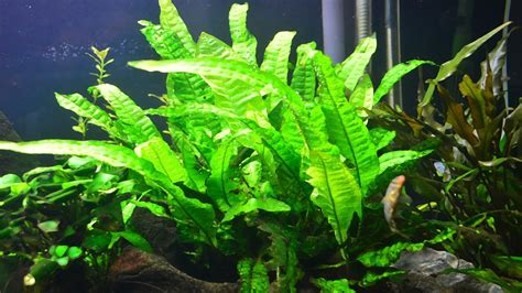 Java Fern Small Leaves at Tip 的图像结果