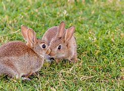 Image result for Bunnies Eating Together Background