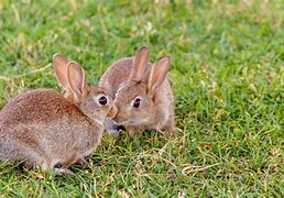 Image result for Rabbits and Bunnies