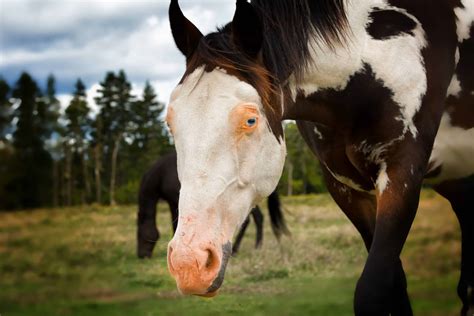 A Guide To Common Horse Markings