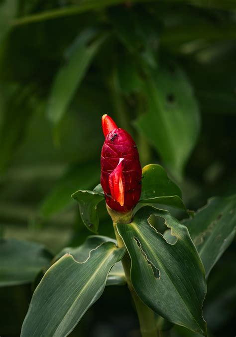 Pictures Of Mice Photos, Download The BEST Free Pictures Of Mice Stock ...