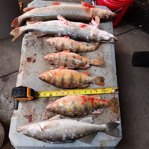 Monday Weekly Fishing Report: Dec. 2, 2024 - Devils Lake Fishing Report