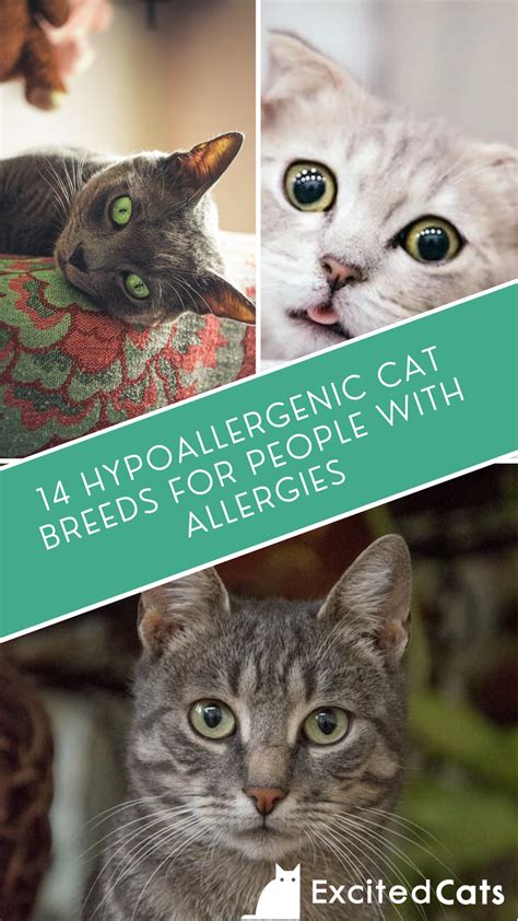 Best 13 11 Hypoallergenic Cat Breeds for People With Allergies (With ...