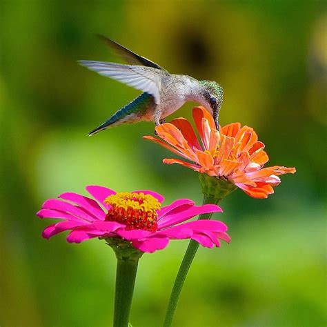 Outdoor Plants That Attract Hummingbirds at Christiana Shepherd blog