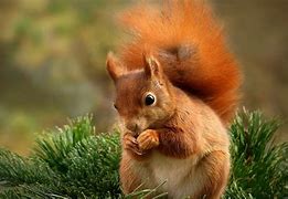 Image result for Spring Wallpaper with Animals