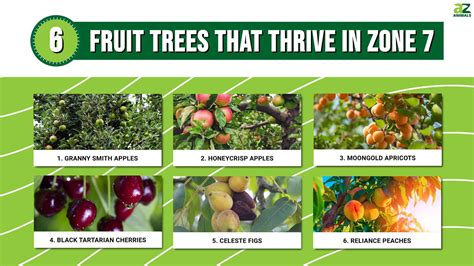 6 Fruit Trees That Thrive in Zone 7 - A-Z Animals
