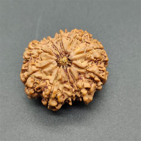 10 Mukhi / Ten Face Super Collector Nepal Rudraksha 31mm, 6.48g | Lab ...