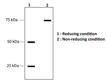 A purified oligomeric protein was analyzed by SDS-PAGE under reducing ...