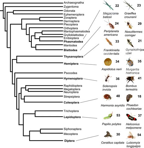 Terpene synthases and pathways in animals: enzymology and structural evolution in the ...
