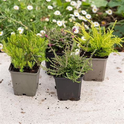 Buy heather collection Heather '(4 mixed heathers)': Delivery by ...