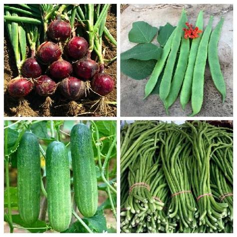 SimXotic Seeds Combo of Cucumber Khira, Lobia Cowpea, Onion Red ...