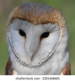 Barn Front View 的图像结果