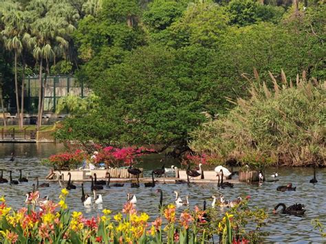 ZooLex Image - Floating island