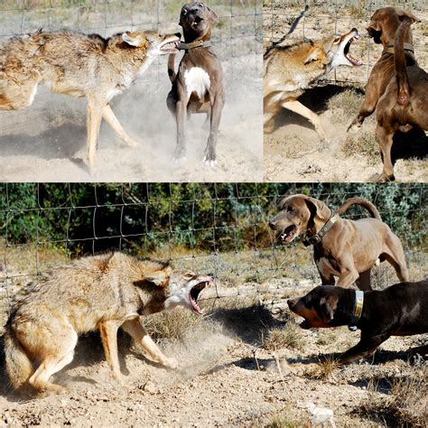 Will Coyotes Mate With Dogs