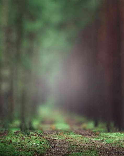 Forest Road Full Blur Background Free Stock Image [ Download ]