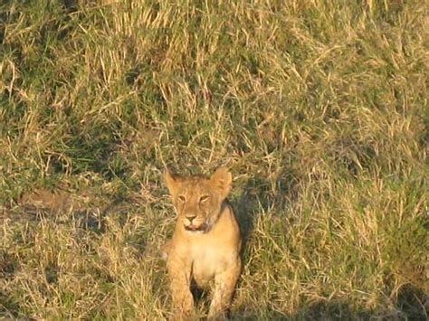 DUMA CAMP MAASAI MARA (Kenya/Masai Mara National Reserve) - Campground ...