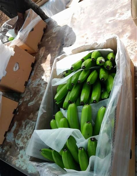 Fresh Bananas - A Grade Fresh Cavendish Yellow Banana Trader ...