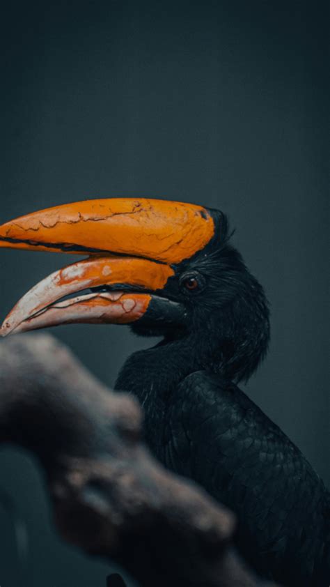 Image result for Alien Movie Hindi Dubbed