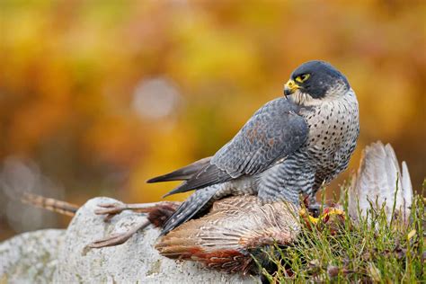 Falcon vs Eagle vs Hawk: Your Guide to Three Families of Raptors