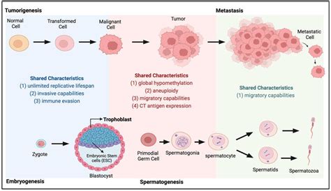 Biology of Cancer-Testis Antigens and Their Therapeutic Implications in Cancer